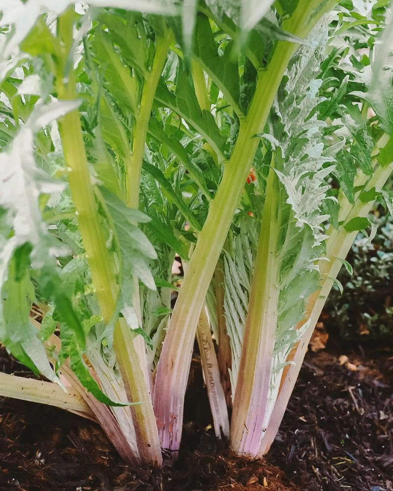 Cardoon