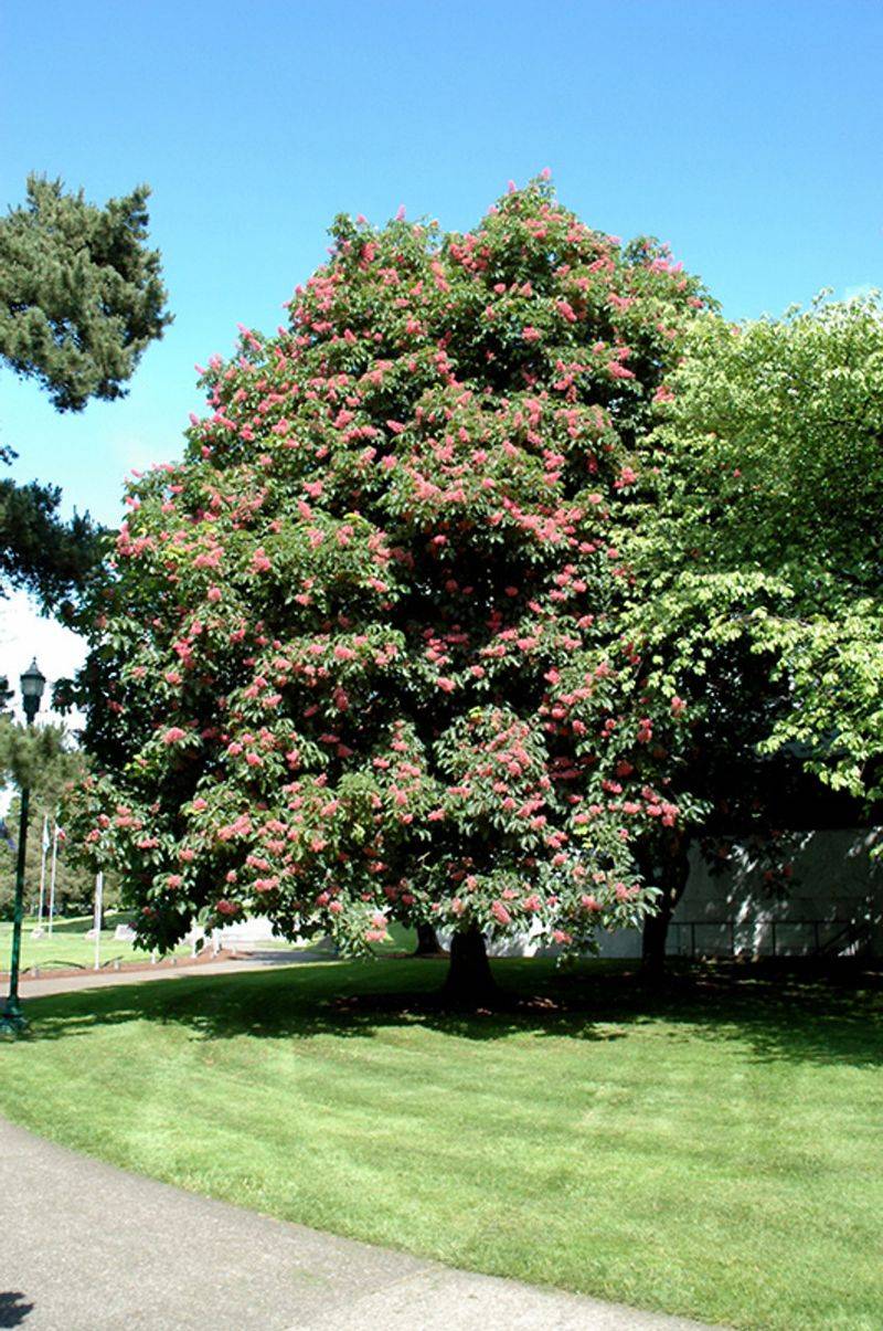 Horse Chestnut