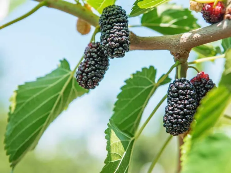 Mulberry Seeds