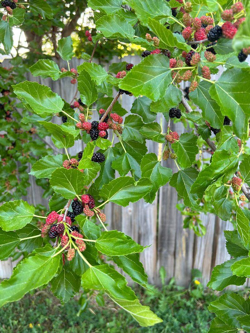 Mulberry Tree