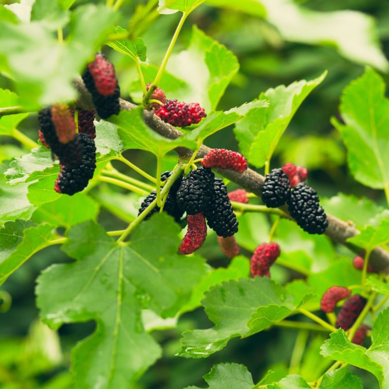 Mulberry Tree