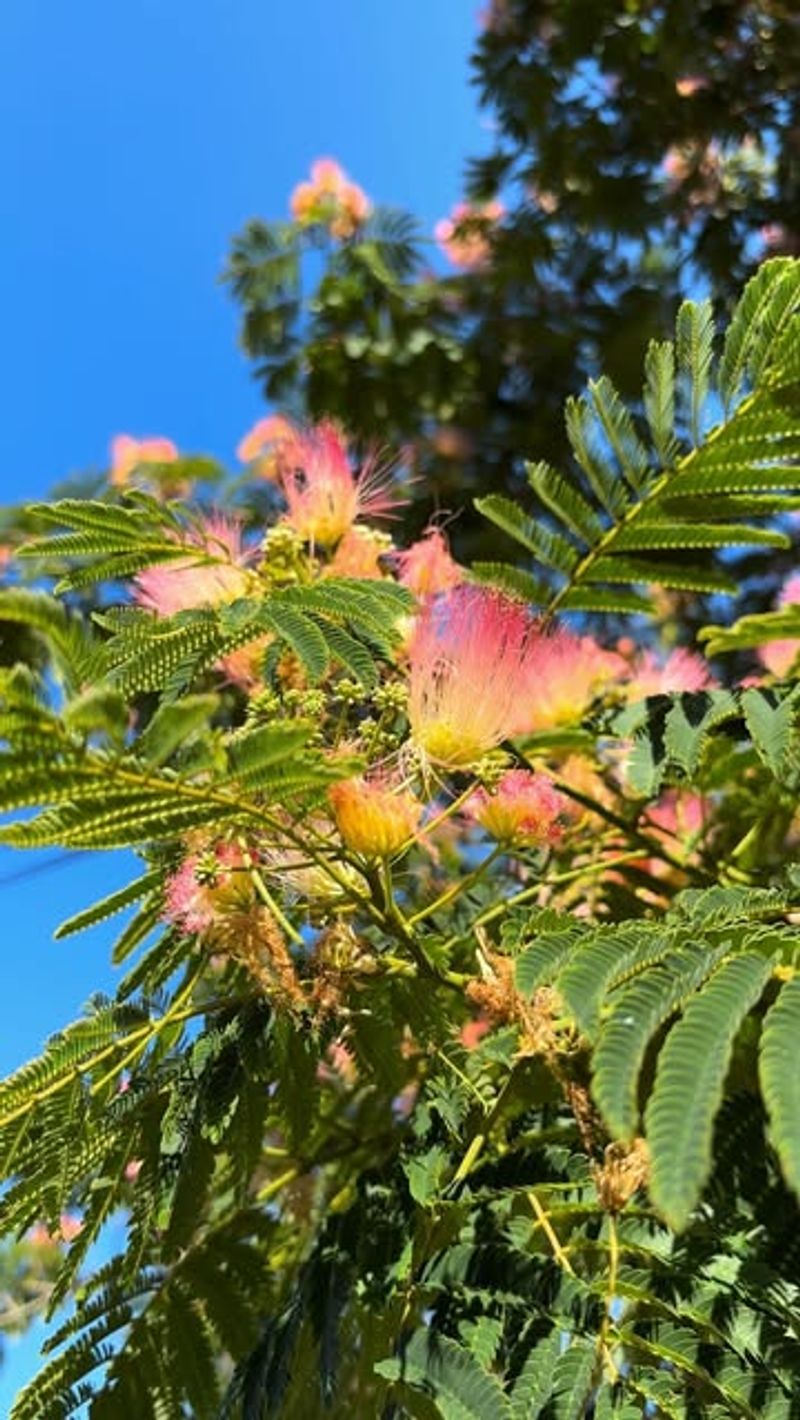 Mimosa Tree