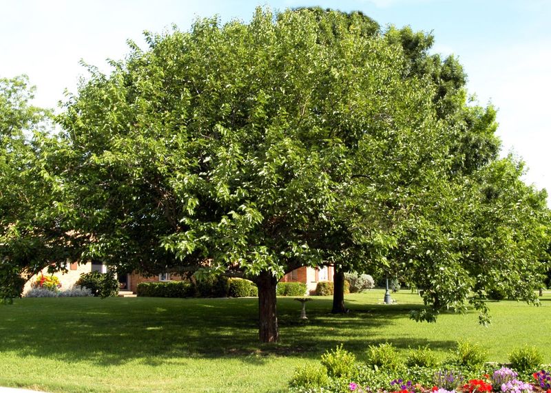 Mulberry Tree