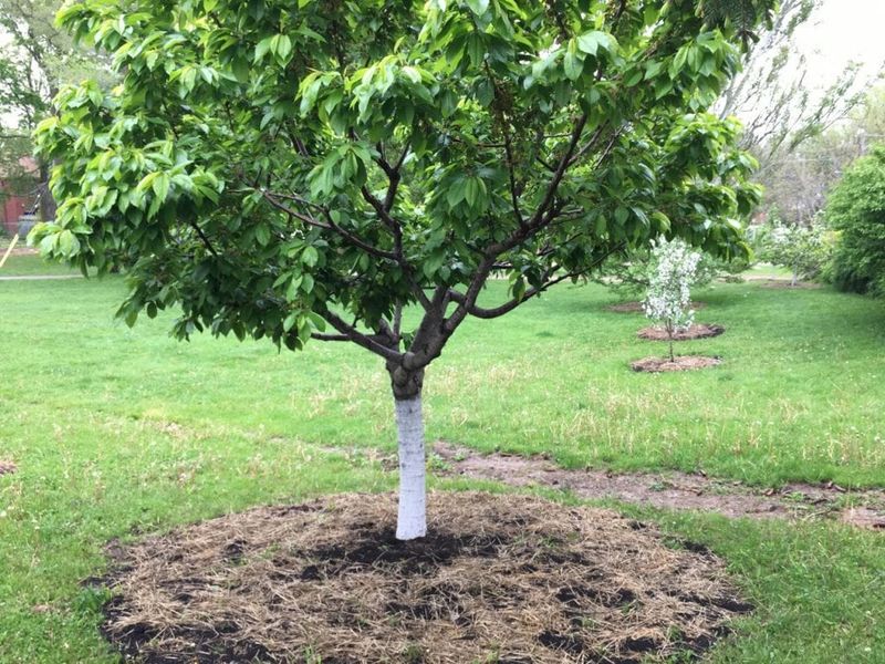 Mulch Around the Base to Retain Moisture