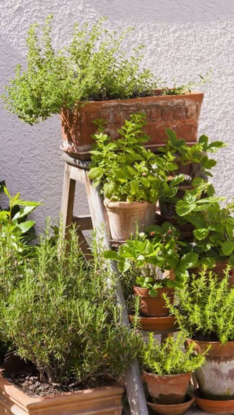 Instant Herb Garden