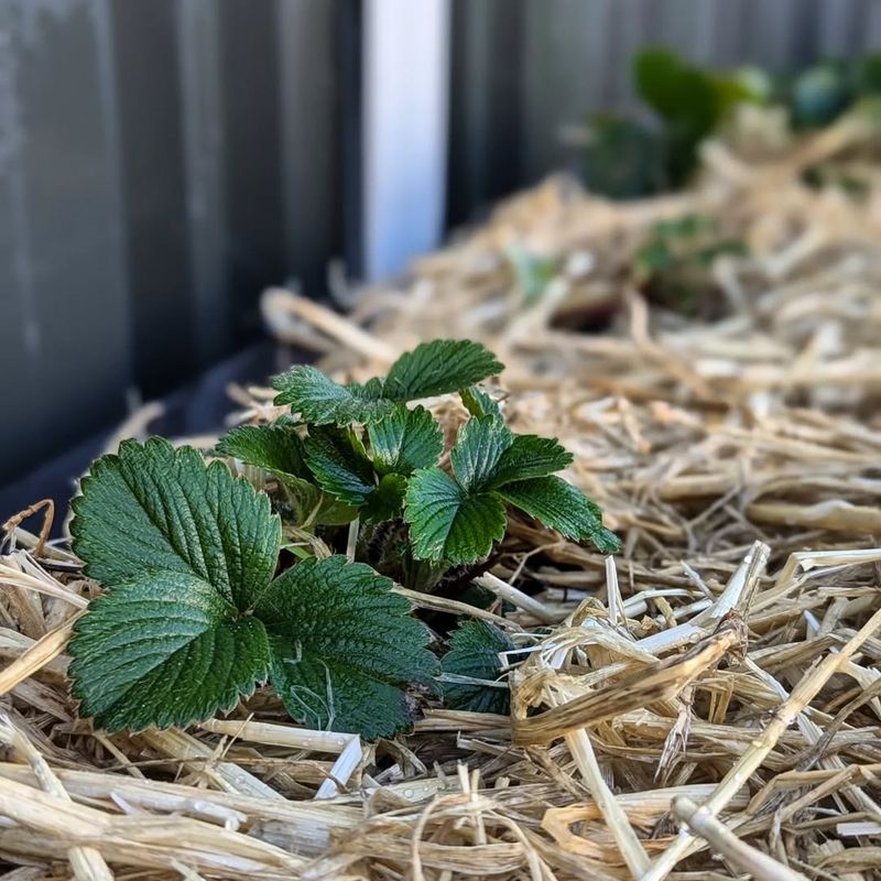 Mulch with Straw