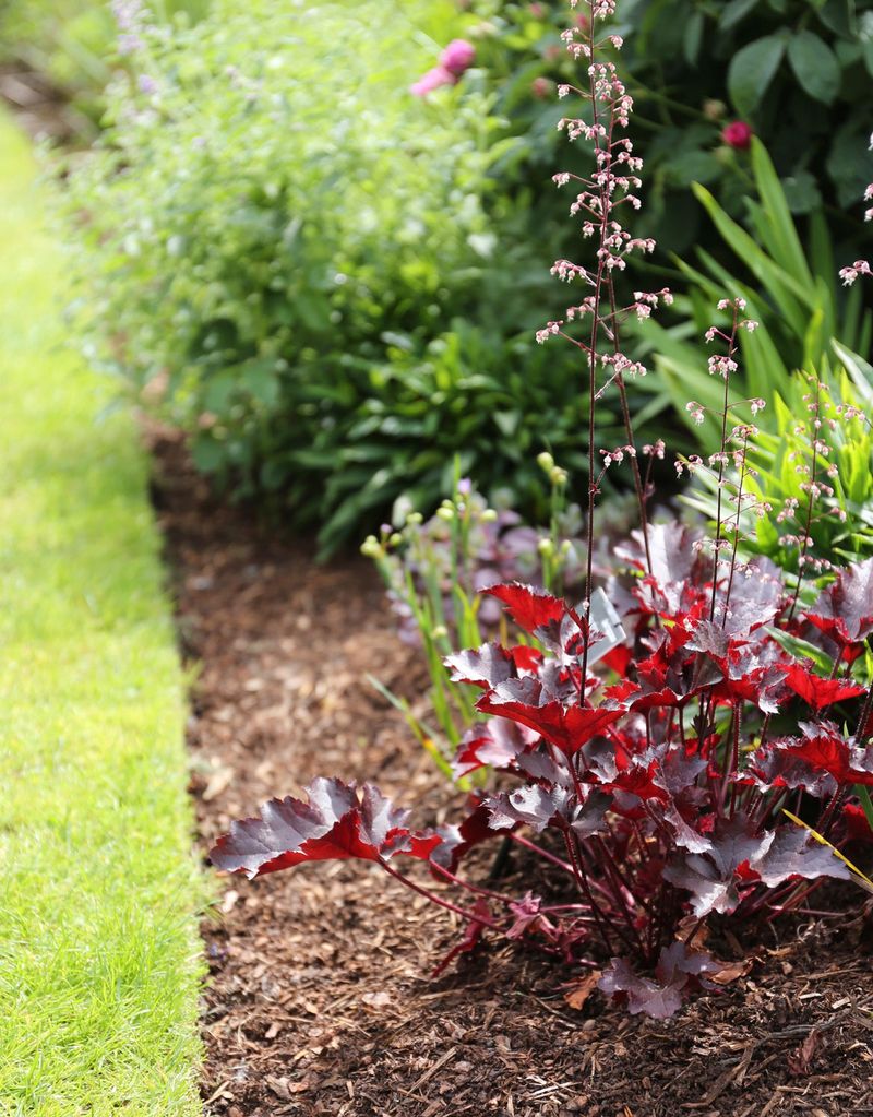 Mulching Against Perennial Crowns