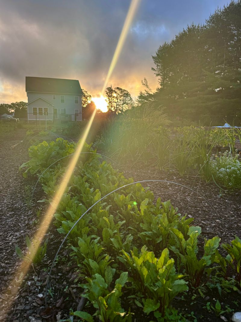 Watering In The Early Morning