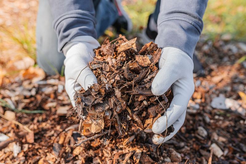 Mulching with Leaves