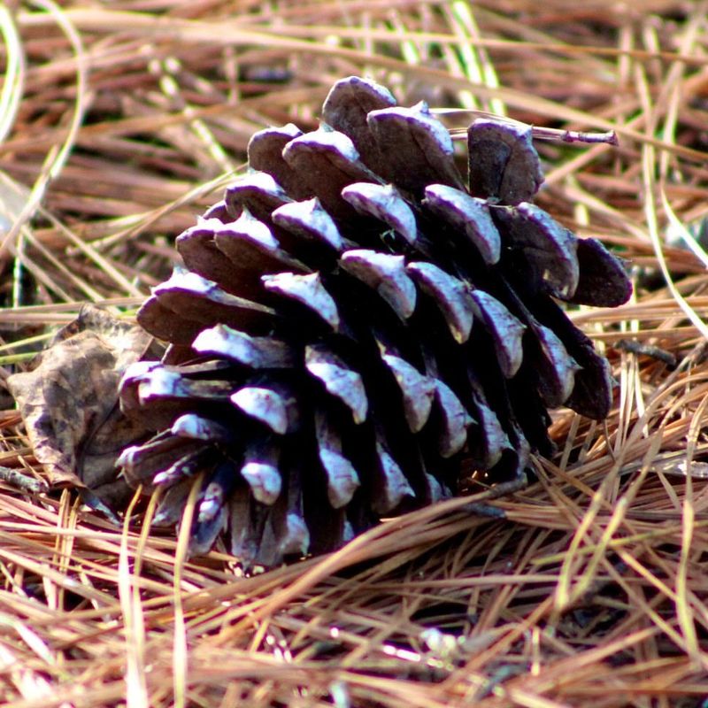 Mulching with Pinecones