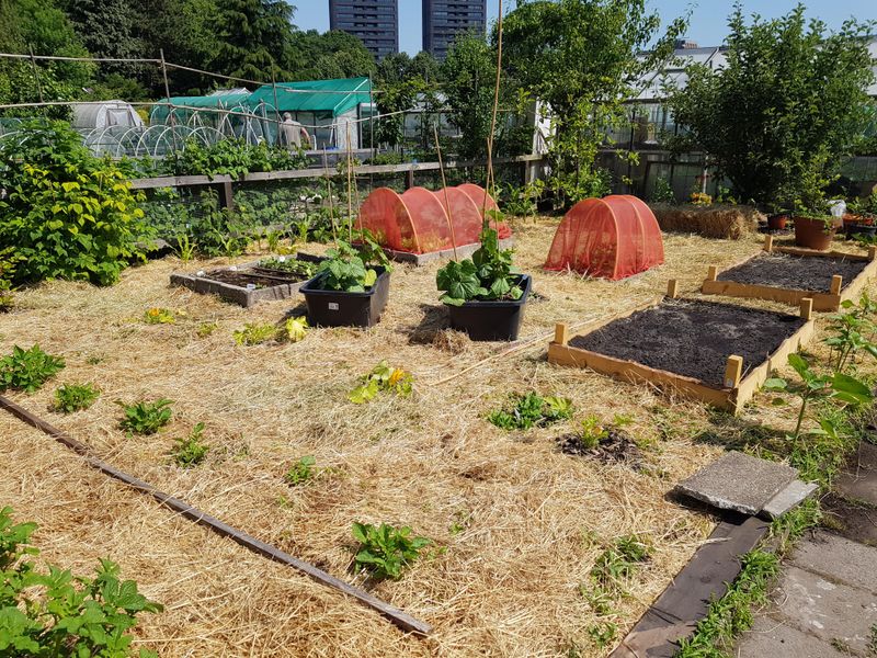 Mulching with Straw