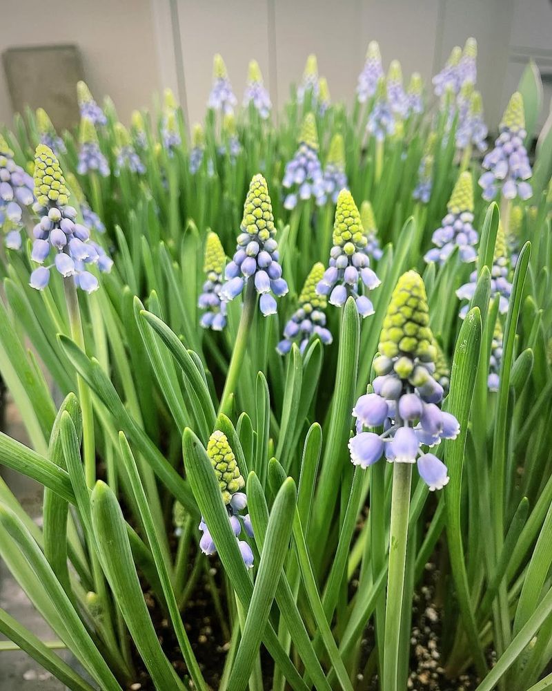 Muscari