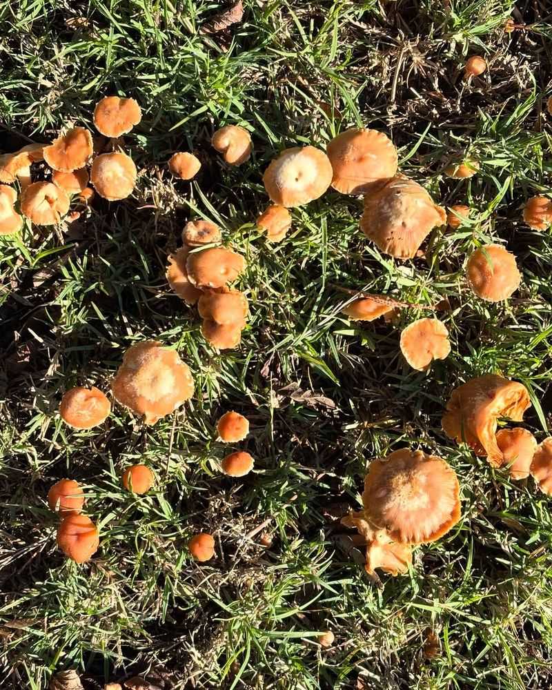 Mushroom Carpet Craze