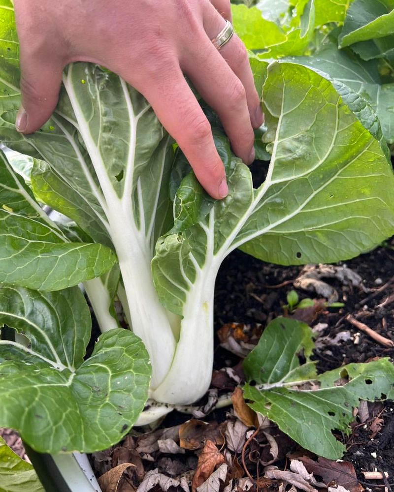 Pak Choi