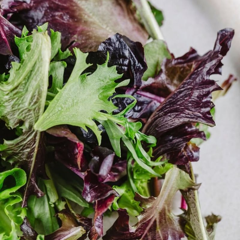 Mesclun Mix