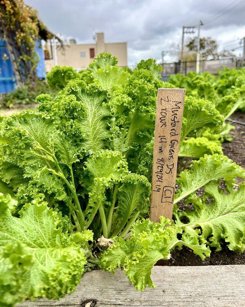 Mustard Greens