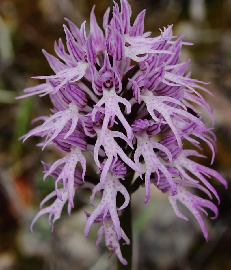 Naked Man Orchid