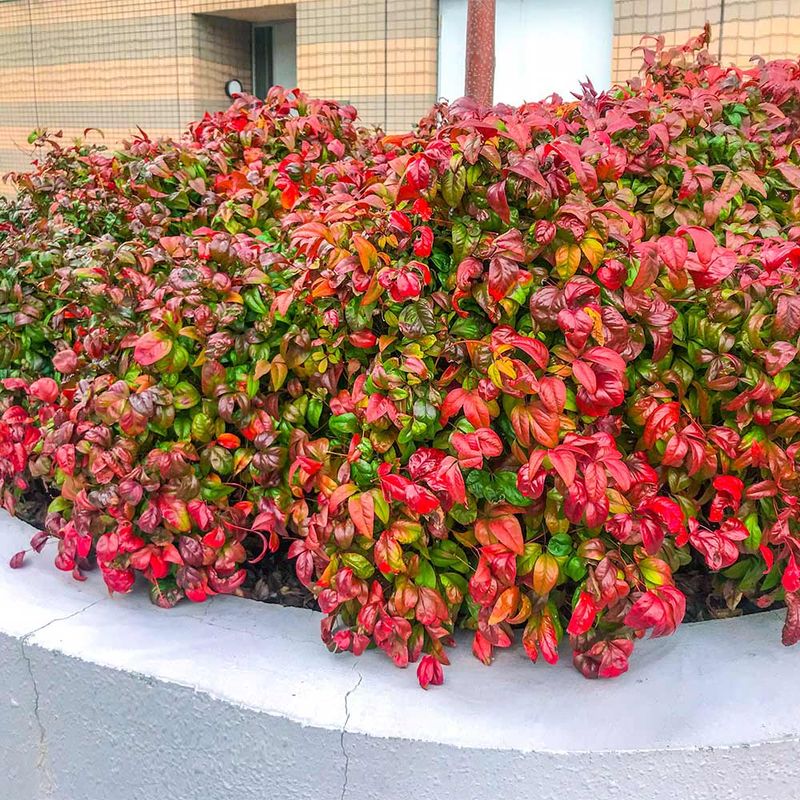 Nandina