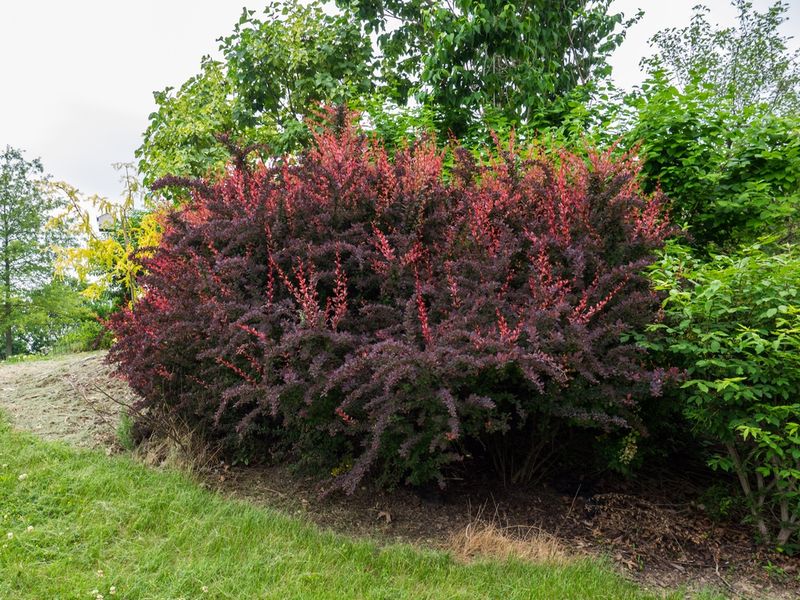 Barberry (Berberis thunbergii)