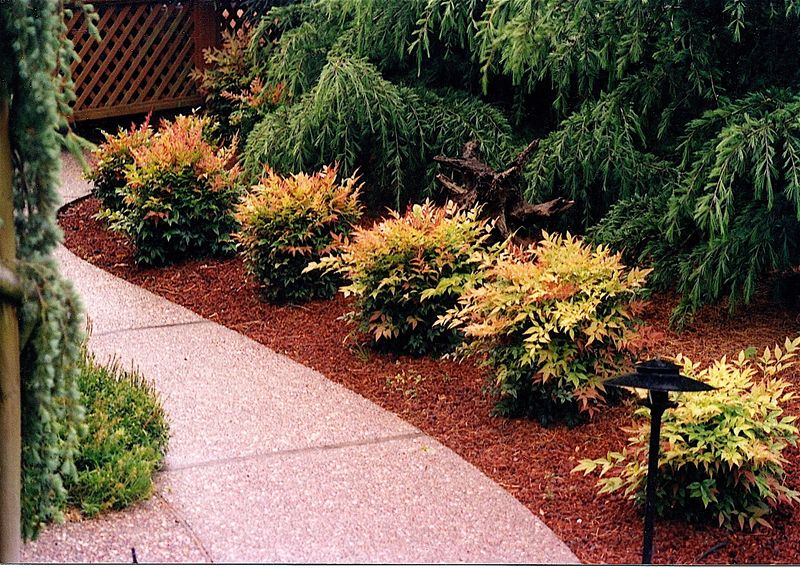 Nandina Shrubs