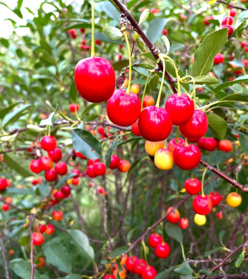 Nanking Cherry Niche