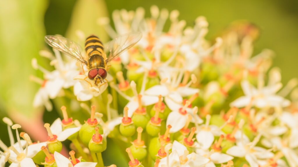 Hoverfly on Nanny Berry