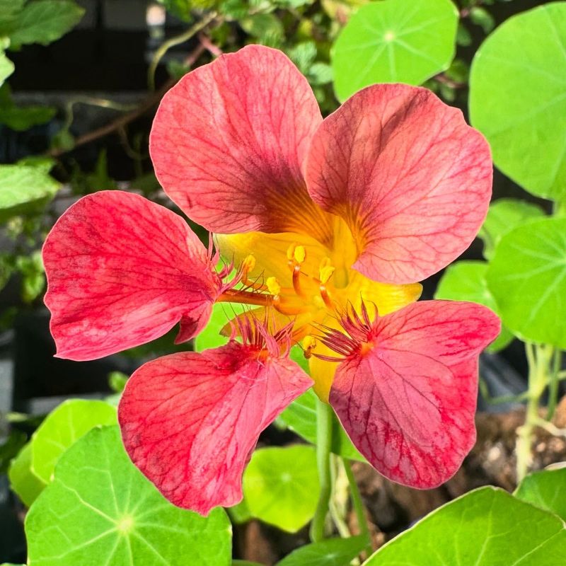 Nasturtium