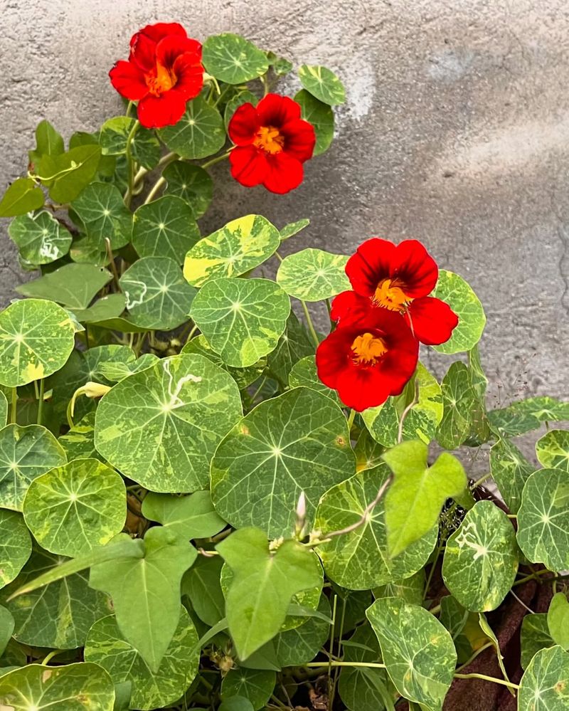 Nasturtium