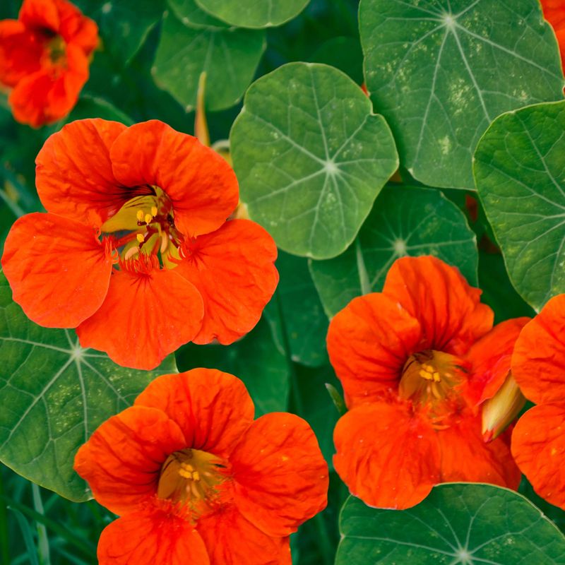 Nasturtium