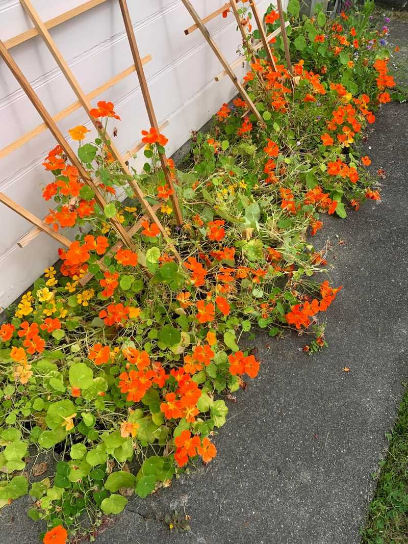 Nasturtium