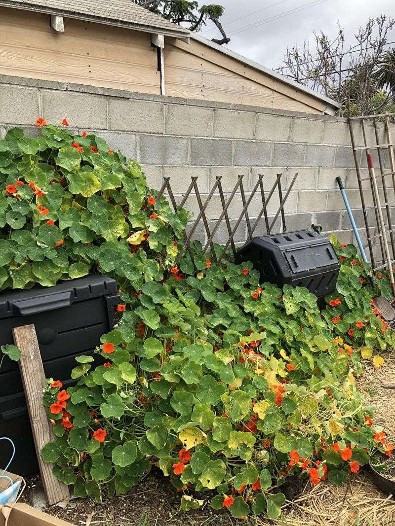 Nasturtium