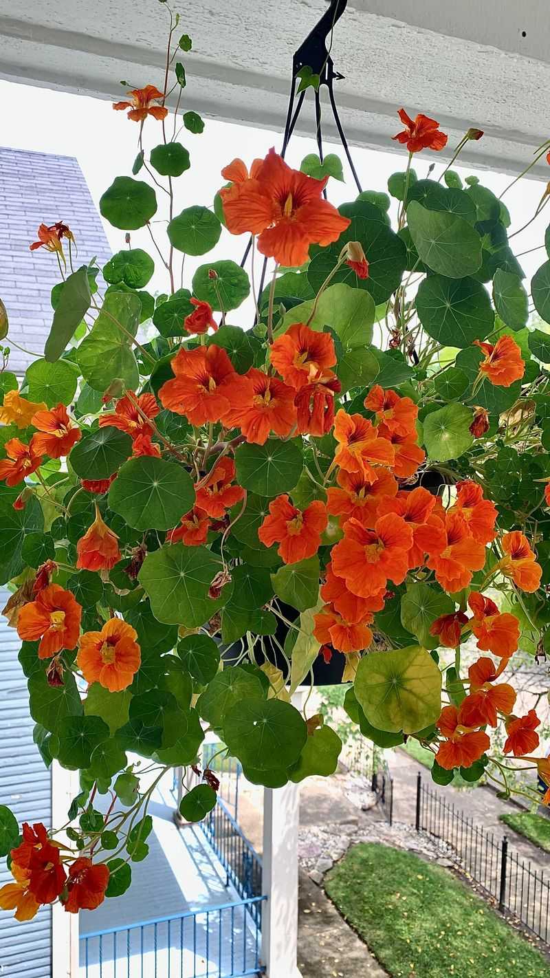 Nasturtium