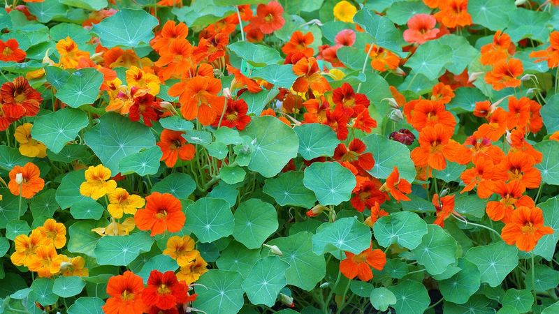 Nasturtium