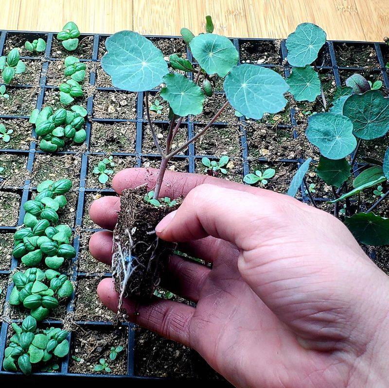 Nasturtium Neighbors