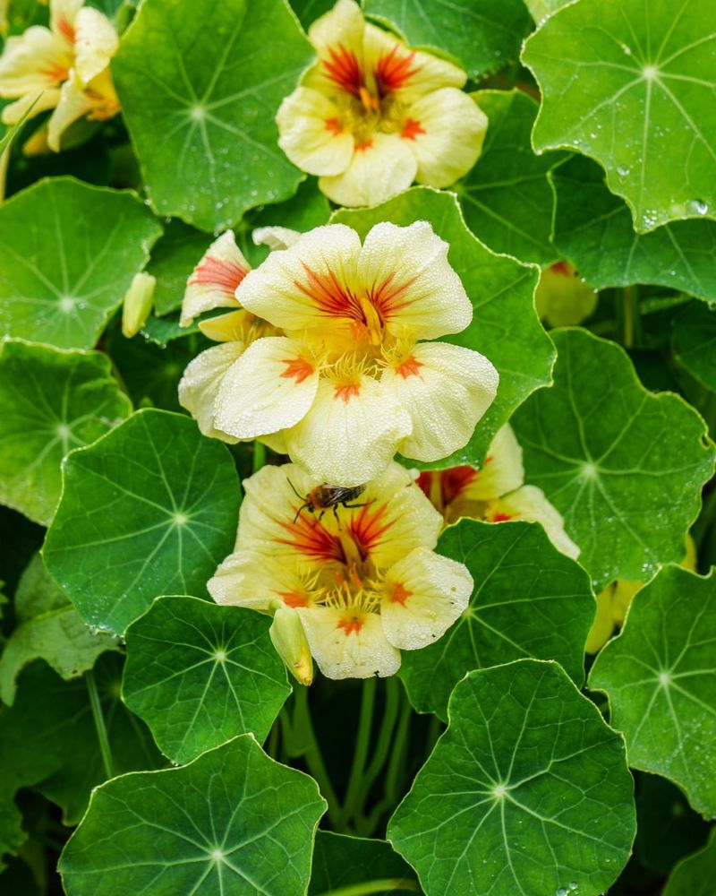 Nasturtium