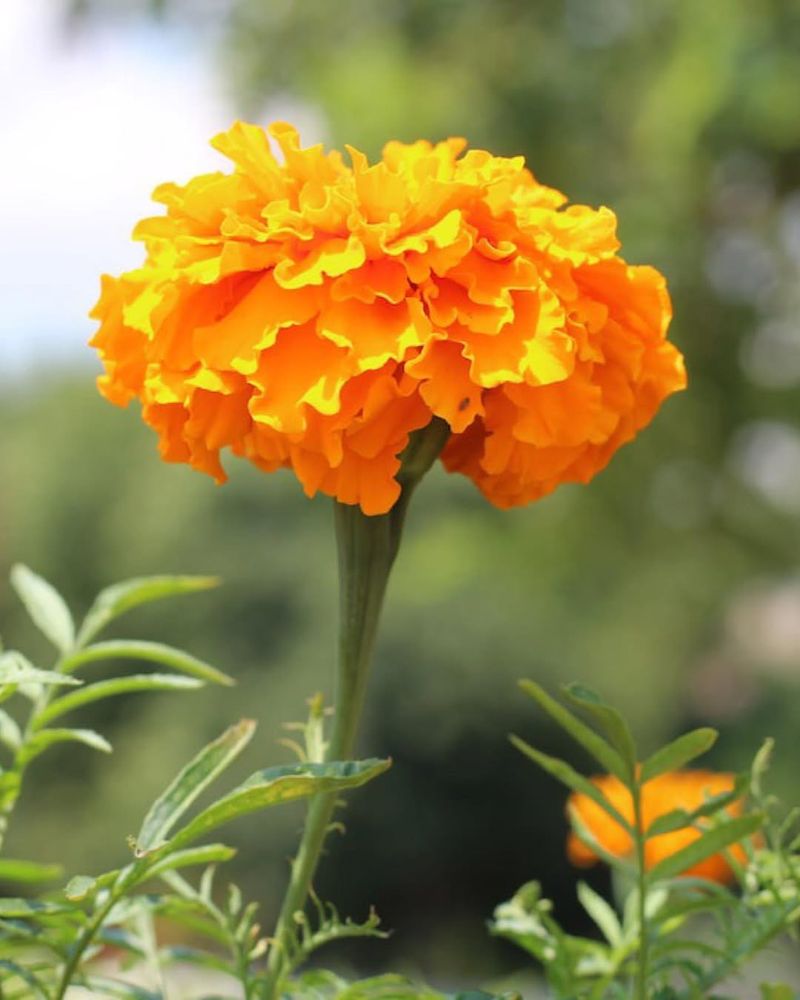 Marigolds