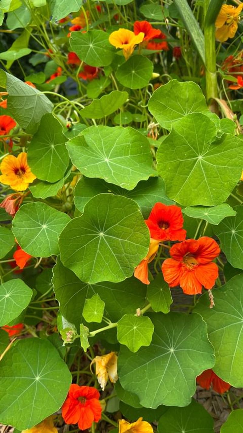 Nasturtiums