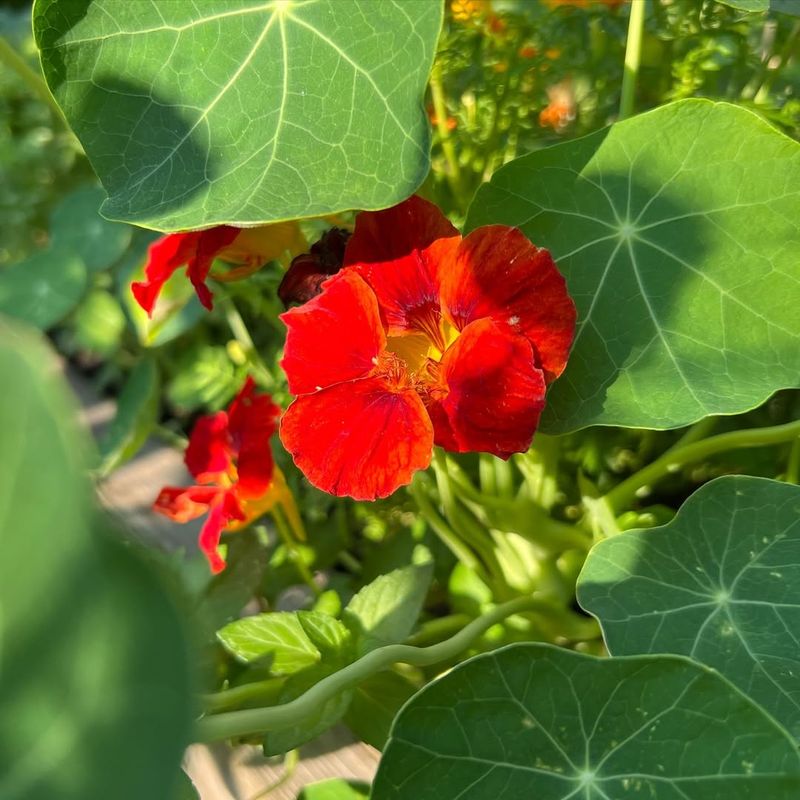 Nasturtiums