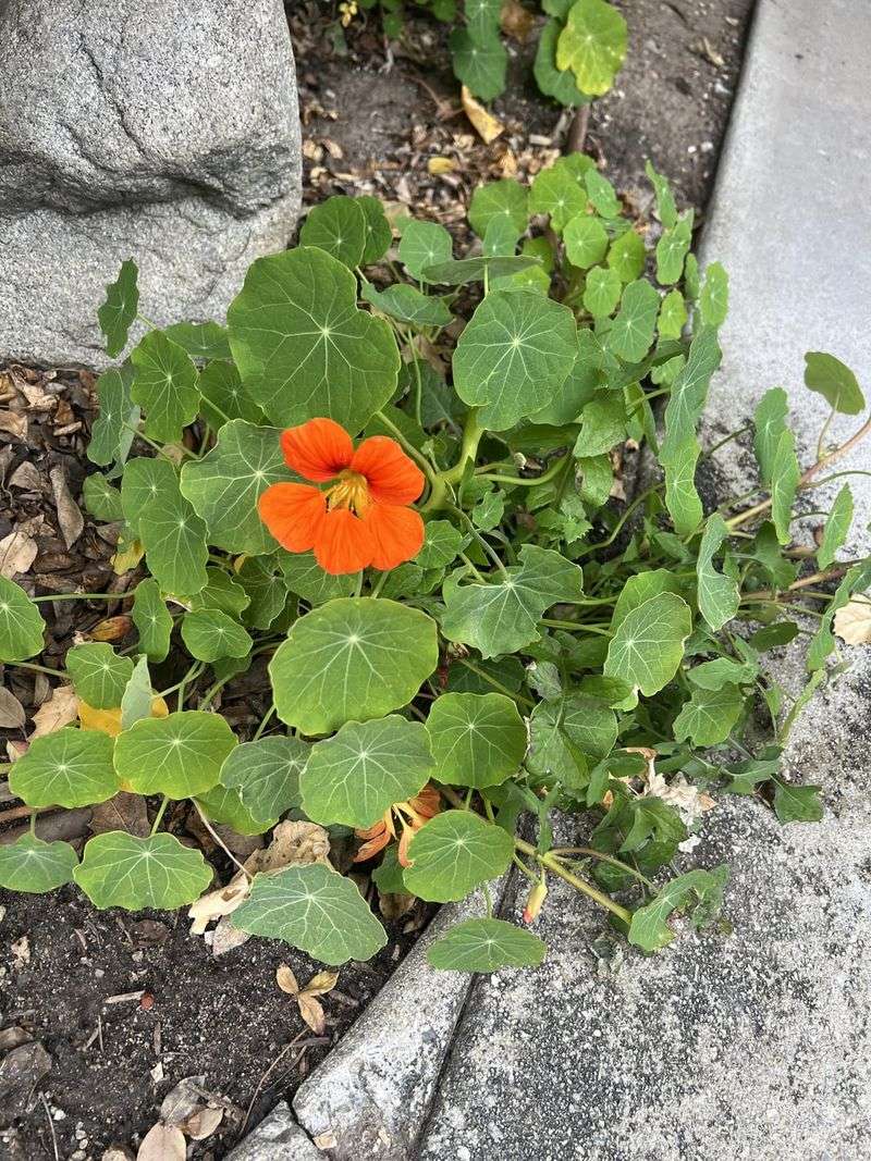 Nasturtiums