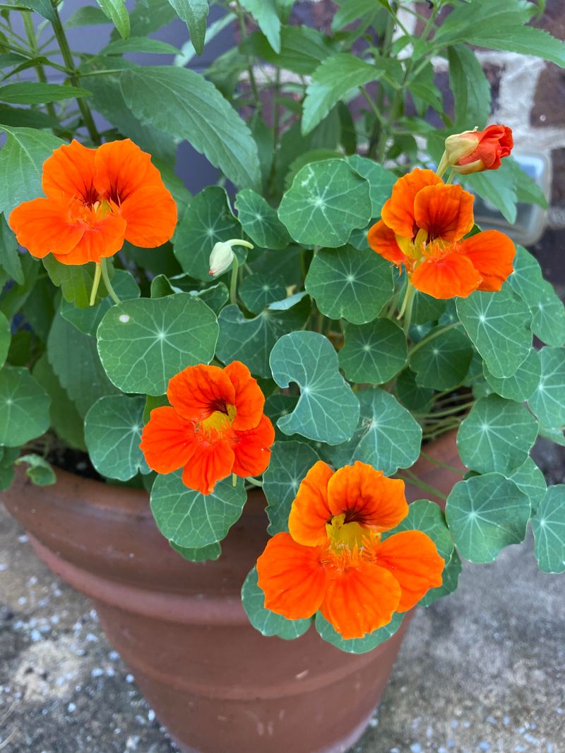 Nasturtiums