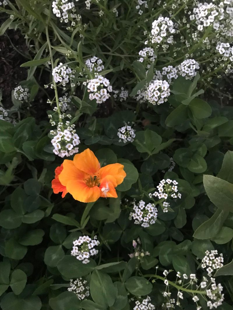 Nasturtiums & Alyssum