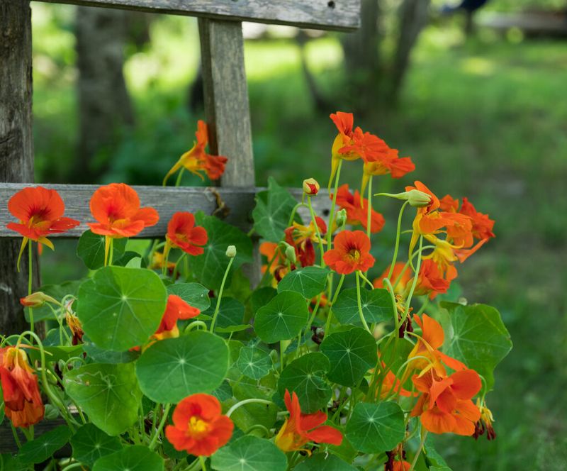 Nasturtiums