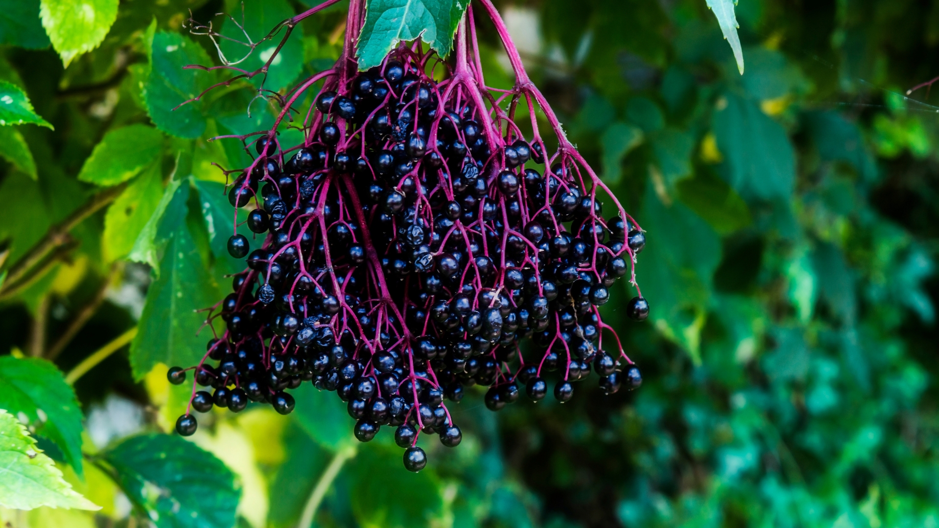 american elderberry