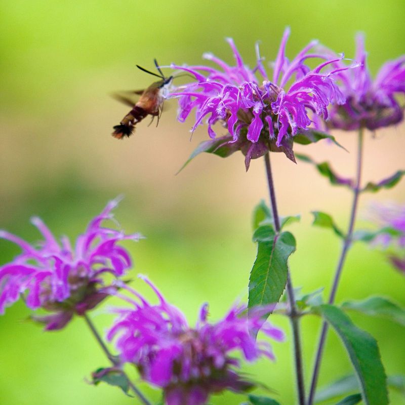 Bee Balm