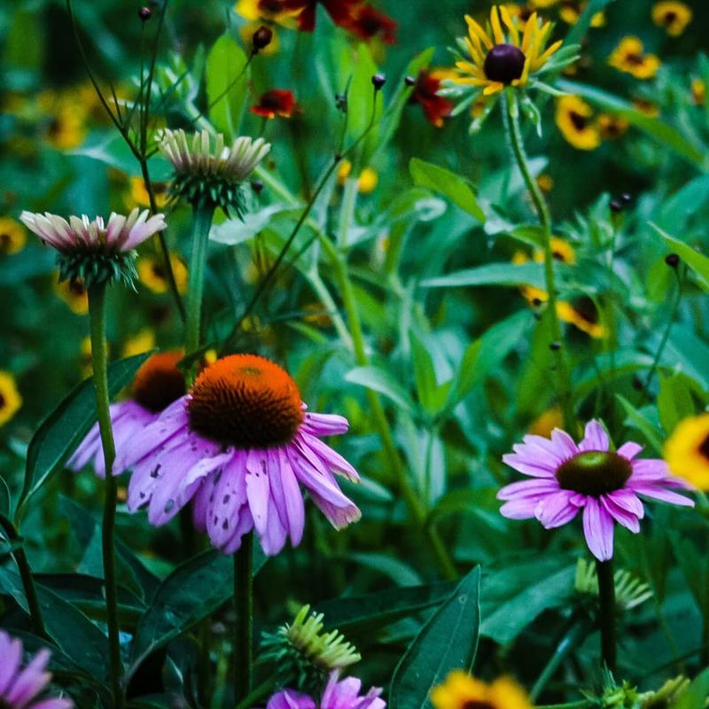 Native Plants