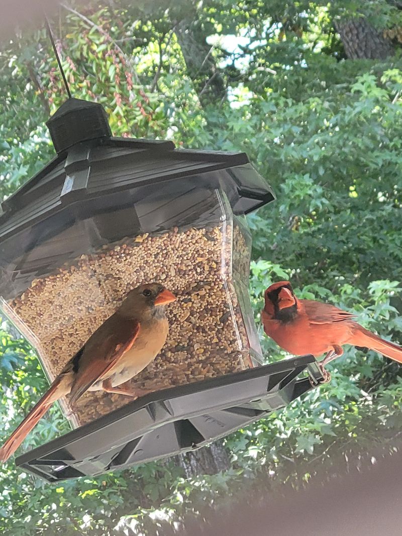 Natural Bird Feed