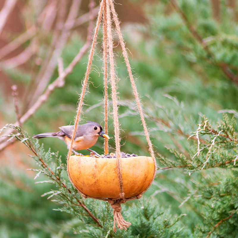 Natural Bird Feed