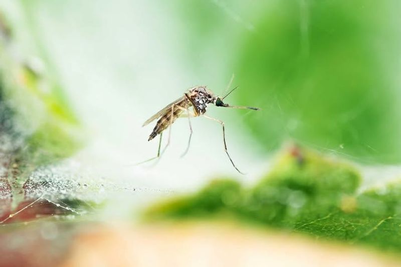 Natural Insect Barrier