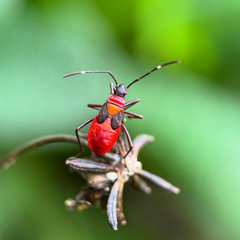 Natural Insect Repellent