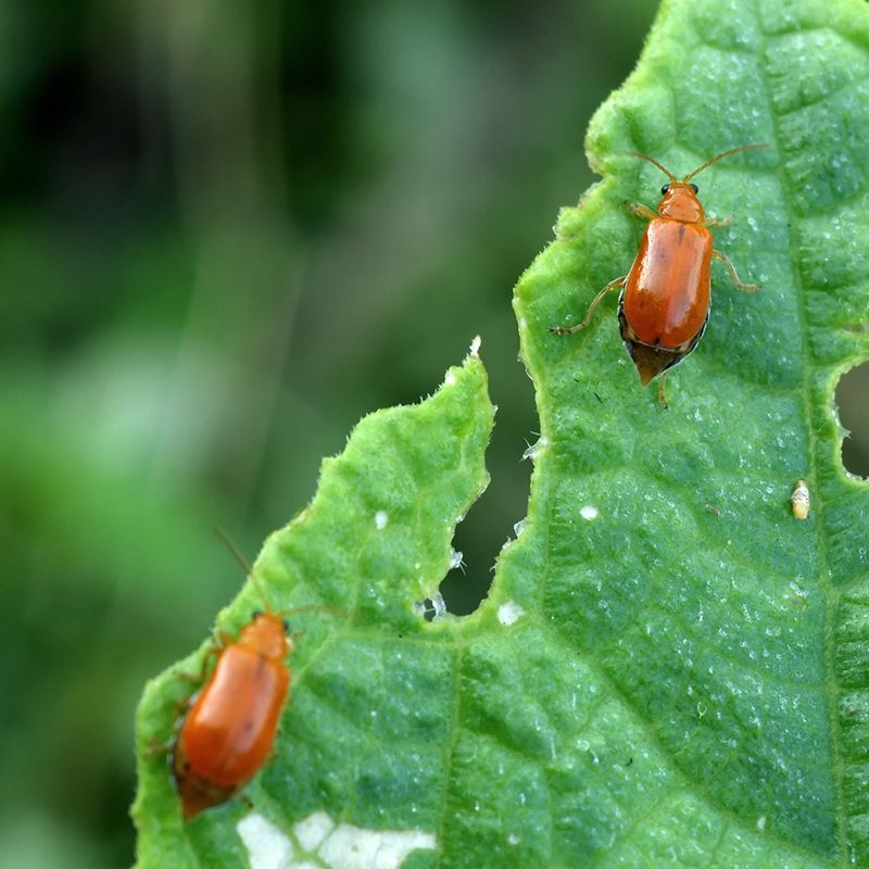 Natural Pest Deterrent